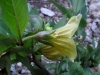 Atropa baetica Willk.