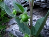 Atropa baetica Willk.