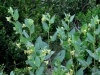 Atropa baetica Willk.