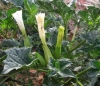 Datura stramonium