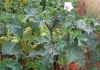 Datura stramonium L.