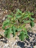 Datura stramonium L.