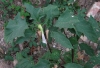 Datura stramonium L.