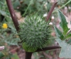 Datura stramonium L.