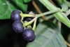 Solanum chenopodioides Lam.