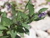 Solanum dulcamara L.