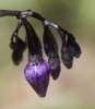 Solanum dulcamara L.