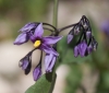 Solanum dulcamara L.