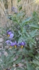 Solanum dulcamara L.