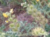 Solanum rostratum Dunal
