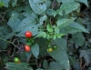 Solanum dulcamara L.