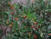 Solanum pseudocapsicum L.