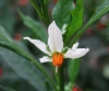 Solanum pseudocapsicum L.