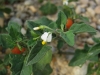 Solanum villosum Mill.