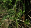 Anthriscus caucalis M. Bieb