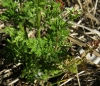 Anthriscus caucalis M. Bieb