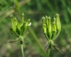 Anthriscus sylvestris (L.) Hoffm.