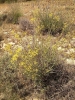 Bupleurum fruticescens Loefl. ex L. subsp. fruticescens