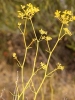 Bupleurum fruticescens Loefl. ex L. subsp. fruticescens