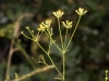 Bupleurum fruticescens Loefl. ex L. subsp. fruticescens