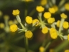 Bupleurum fruticescens Loefl. ex L. subsp. fruticescens