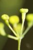 Bupleurum rigidum L. subsp. rigidum Bupleurum rigidum L. subsp. rigidum