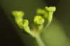 Bupleurum rigidum L. subsp. rigidum Bupleurum rigidum L. subsp. rigidum