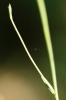 Bupleurum rigidum L. subsp. rigidum Bupleurum rigidum L. subsp. rigidum