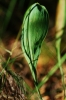Bupleurum rigidum L. subsp. rigidum Bupleurum rigidum L. subsp. rigidum