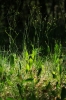 Bupleurum rigidum L. subsp. rigidum Bupleurum rigidum L. subsp. rigidum