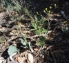 Bupleurum rigidum L. subsp. rigidum Bupleurum rigidum L. subsp. rigidum