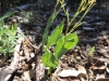Bupleurum rigidum L. subsp. rigidum Bupleurum rigidum L. subsp. rigidum