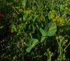 Bupleurum rotundifolium L.