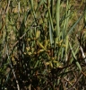 Bupleurum frutiscescens Loefl. ex L. subsp. frutiscescens