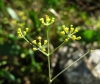 Bupleurum rigidum L. subsp. rigidum Bupleurum rigidum L. subsp. rigidum