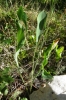 Bupleurum rigidum L. subsp. rigidum Bupleurum rigidum L. subsp. rigidum