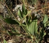Bupleurum rigidum L. subsp. rigidum Bupleurum rigidum L. subsp. rigidum