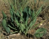 Bupleurum rigidum L. subsp. rigidum Bupleurum rigidum L. subsp. rigidum