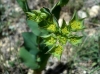 Bupleurum rotundifolium L.