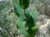 Bupleurum rotundifolium L.