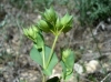 Bupleurum rotundifolium L.