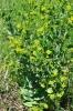 Bupleurum rotundifolium L.