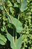 Bupleurum rotundifolium L.