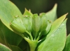 Bupleurum rotundifolium L.