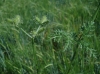 Caucalis platycarpos L.
