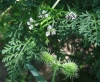 Caucalis platycarpos L.