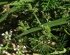 Caucalis platycarpos L.
