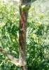 Conium maculatum L.