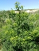 Conium maculatum L.