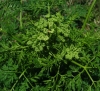Conium maculatum L.